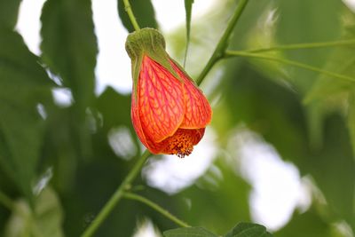 Close-up of red flower