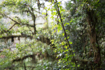 Close-up of plant growing on tree