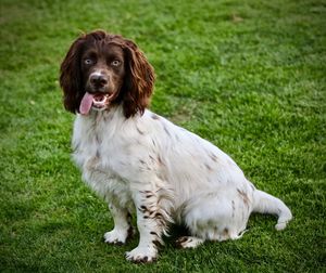 Portrait of dog on grass