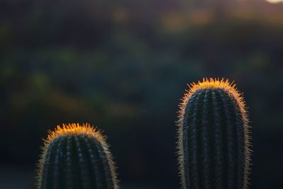 Close-up of cactus 