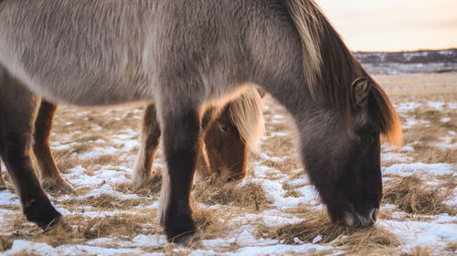 Close-up of horse standing on snow field