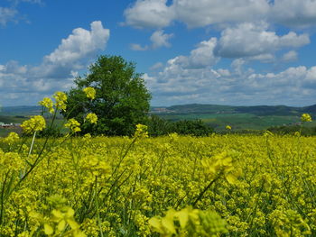 Scenic view of oilseed rape field against sky