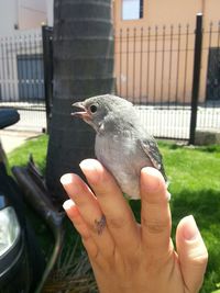 Close-up of cropped hand holding bird