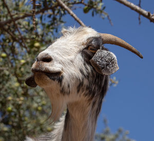 Close-up of a horse against the sky