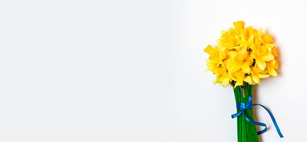 Close-up of yellow flower against white background