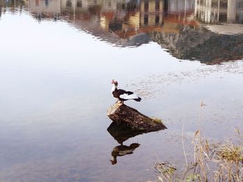 High angle view of bird perching on a lake