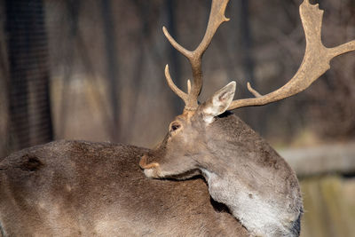 Deer in a tree