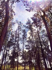 Low angle view of trees against sky