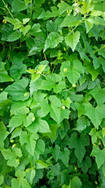 Full frame shot of green leaves