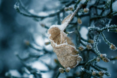 Close-up of frozen leaves on tree during winter