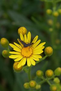 Close-up of yellow flower