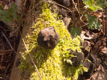 High angle view of mushrooms in forest