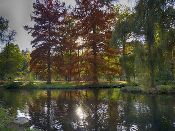 Scenic view of lake in forest