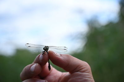 Close-up of a hand holding insect