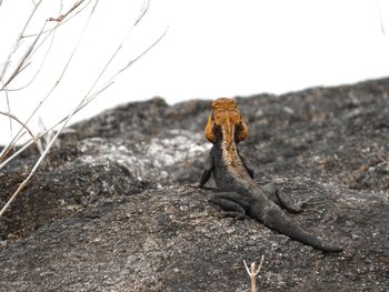 Close-up of lizard on rock