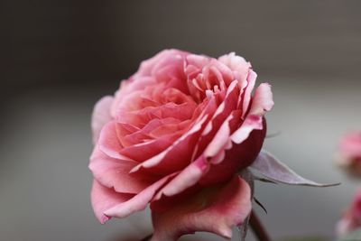 Close-up of pink rose flower