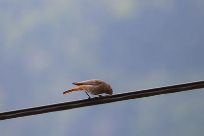 Low angle view of bird perching on cable against sky