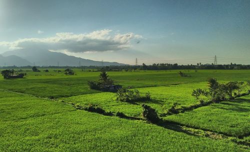 Scenic view of agricultural field against sky