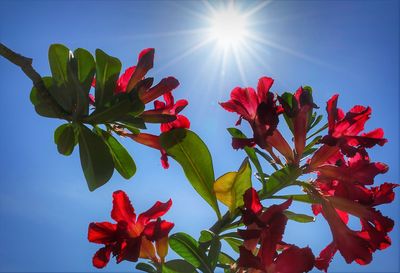 Close-up of red flowering plant against bright sun
