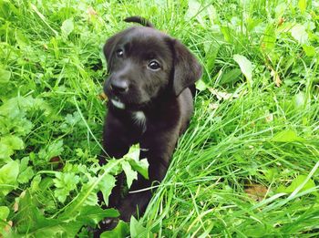 Close-up of puppy sitting on field