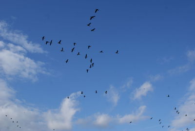 Low angle view of birds flying in sky