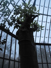 Low angle view of trees against sky