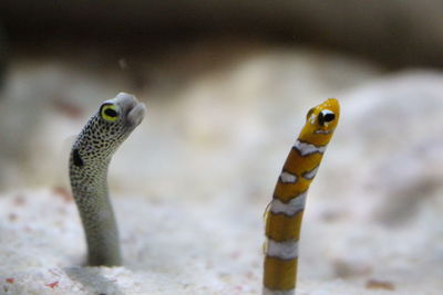 Close-up of spotted garden eel and splendid garden eel in sand 