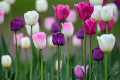 Close-up of purple crocus flowers