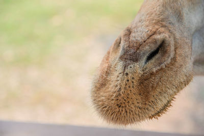 Close-up of a cat