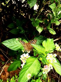 Close-up of butterfly on plant