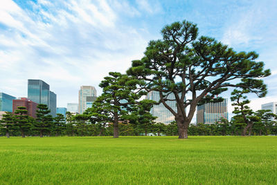 Trees growing on field by buildings against sky