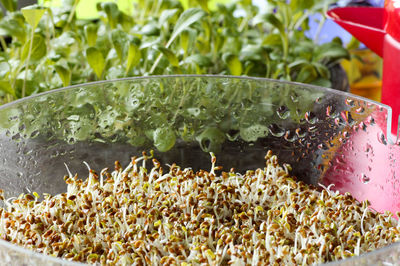 Fresh alpha alpha sprouts and rocket salad leaves in background