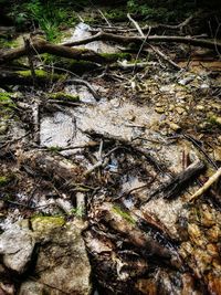 Close-up of dead tree on field in forest