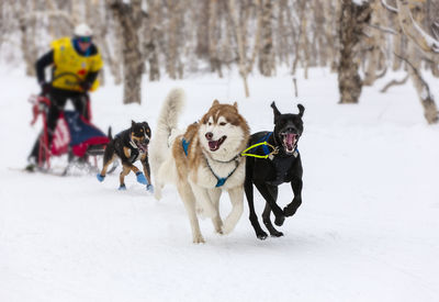 Kamchatka sled dog racing beringia, russian cup of sled dog racing