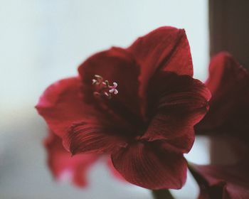 Close-up of red hibiscus flower