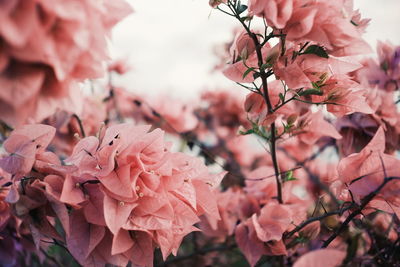 Close-up of pink flowers blooming on tree