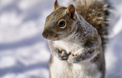 Close-up of squirrel