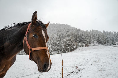 Horse on snow covered land