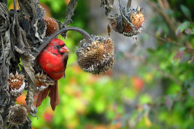 Close-up of red fruit on tree