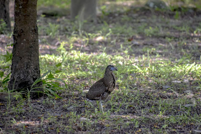 Bird perching on a field