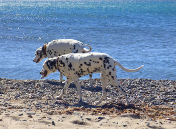 Dalmatians walking at beach