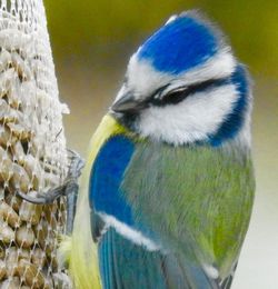 Close-up of parrot