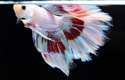 Close-up of fish in sea
