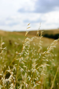 Close-up of plants growing on field