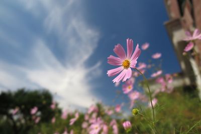 Close-up of pink flowers