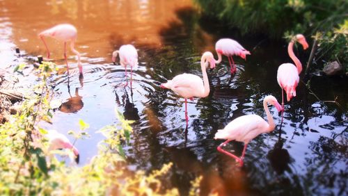 Flock of pink flamingoes in water