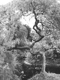 View of bird in forest