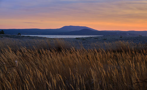 Scenic view of field against sky during sunset