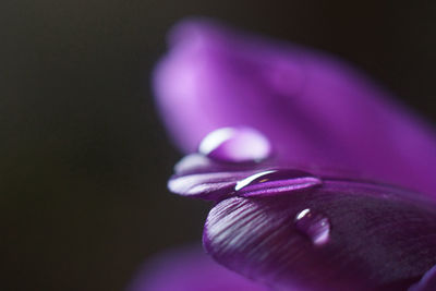 Close-up of flower against black background