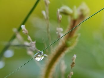 Close-up of dew on plant